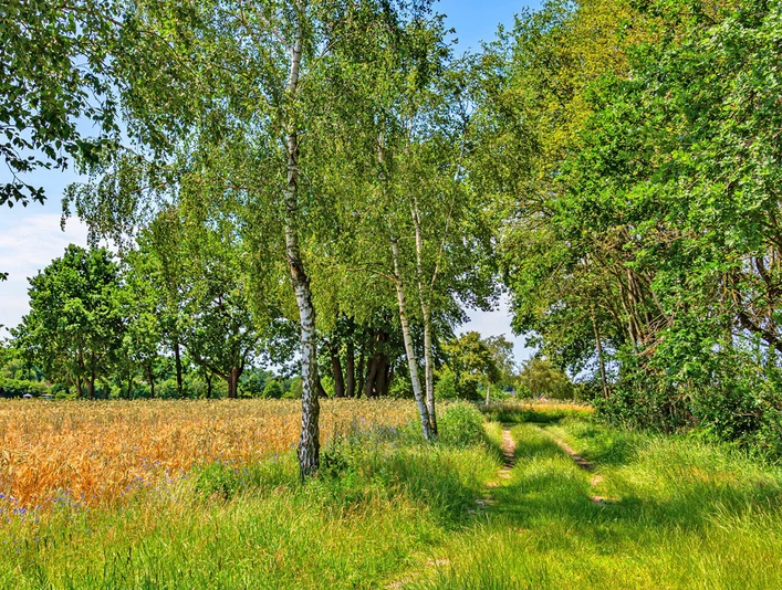 Naturnaher Weg des NORDPFADES Osterberg in völliger Stille Naturnaher Weg des NORDPFADES Osterberg in völliger StilleThe NORDPFADES Osterberg nature trail in complete silenceNORDPFADES Osterberg natursti i fuldstændig stilhedHet NORDPFADES natuurpad Osterberg in alle stilte