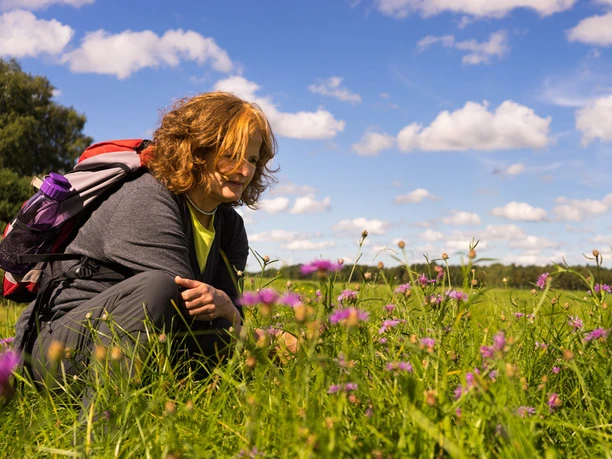 Bunte und duftende Wiesenblumen am NORDPFAD Wümmeniederung Bunte und duftende Wiesenblumen am NORDPFAD Wümmeniederung