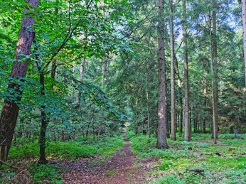 Waldweg durch den Forst Großes Holz Waldweg durch den Forst Großes HolzForest trail through the Großes Holz forestSkovsti gennem Großes Holz-skovenBospad door het Großes Holz bos