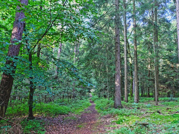 Waldweg durch den Forst Großes Holz Waldweg durch den Forst Großes Holz