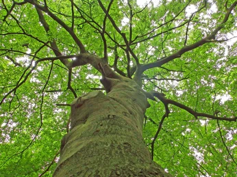 Baum im Rotenburger Ahewald Baum im Rotenburger AhewaldTree in Rotenburg's Ahewald forestTræ i Rotenburgs Ahewald-skovBoom in het Ahewaldbos in Rotenburg