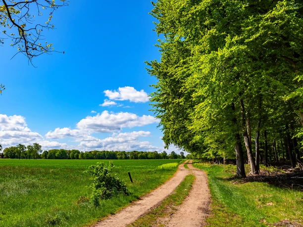 Feldweg zum Forst Buhlen des NORDPFADES Federlohmühlen Feldweg zum Forst Buhlen des NORDPFADES Federlohmühlen