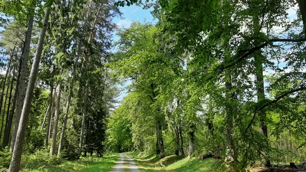 Ein Waldweg im Forst Hinzel Ein Waldweg im Forst Hinzel
