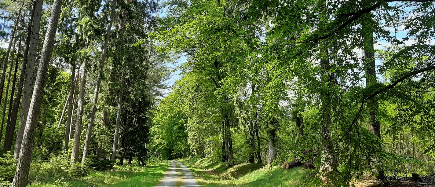 Ein Waldweg im Forst Hinzel Ein Waldweg im Forst Hinzel