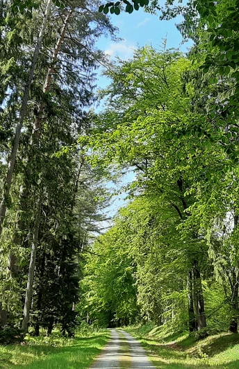 Ein Waldweg im Forst Hinzel Ein Waldweg im Forst Hinzel