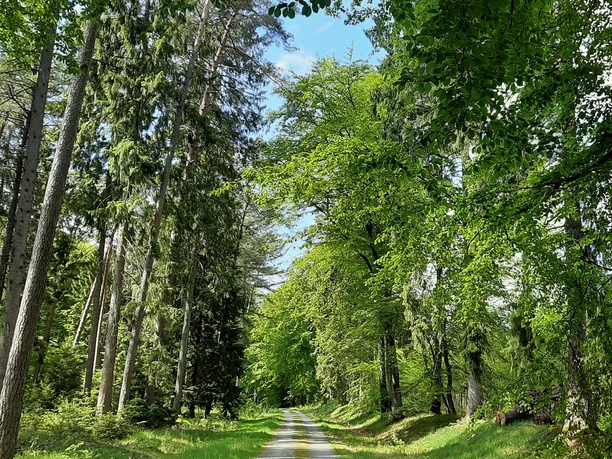 Ein Waldweg im Forst Hinzel Ein Waldweg im Forst Hinzel