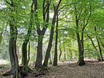 Bäume vom Forst Hinzel am NORDPFAD Hinzel Bäume vom Forst Hinzel am NORDPFAD Hinzel
