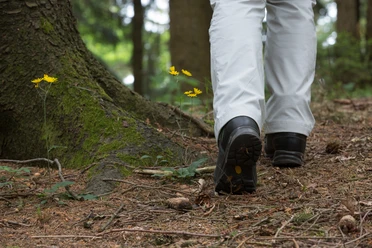 Wandelaars met witte broek en zwarte schoenen op een bospad met gele bloemen naast een boom.