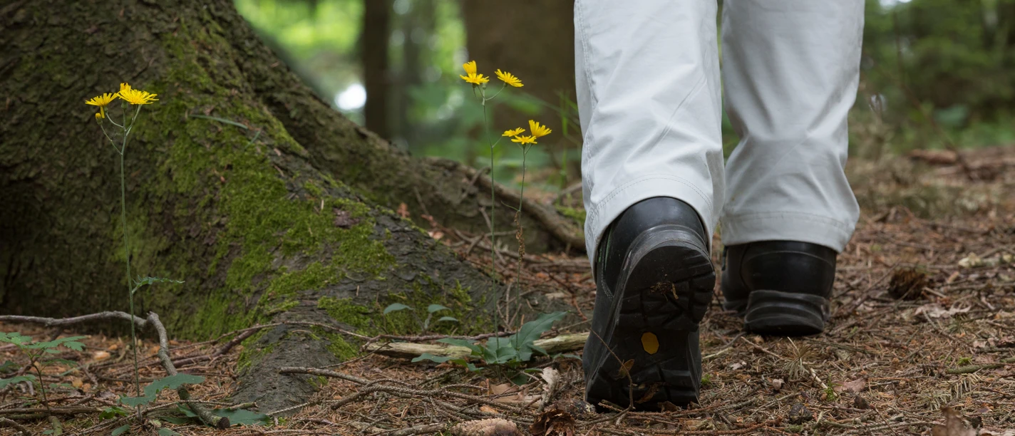 Wandelaars met witte broek en zwarte schoenen op een bospad met gele bloemen naast een boom.
