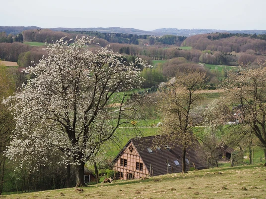 Kirschblüte Fachwerkhaus in hügeliger Landschaft mit blühenden Bäumen und weiten Feldern im Hintergrund.Half-timbered house in a hilly landscape with blossoming trees and wide fields in the background.Bindingsværkshus i et kuperet landskab med blomstrende træer og store marker i baggrunden.Vakwerkhuis in een heuvelachtig landschap met bloeiende bomen en uitgestrekte velden op de achtergrond.