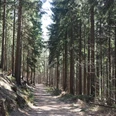 Waldweg gesäumt von hohen, geraden Bäumen unter einem klaren blauen Himmel.Forest path lined with tall, straight trees under a clear blue sky.Skovsti med høje, lige træer under en klar blå himmel.Bospad omzoomd met hoge, rechte bomen onder een strakblauwe hemel.
