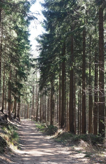 Waldweg gesäumt von hohen, geraden Bäumen unter einem klaren blauen Himmel.Forest path lined with tall, straight trees under a clear blue sky.Skovsti med høje, lige træer under en klar blå himmel.Bospad omzoomd met hoge, rechte bomen onder een strakblauwe hemel.