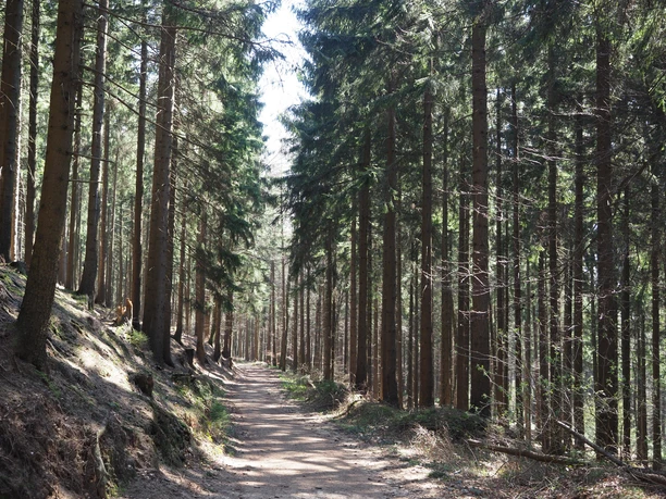 Bospad omzoomd met hoge, rechte bomen onder een strakblauwe hemel.