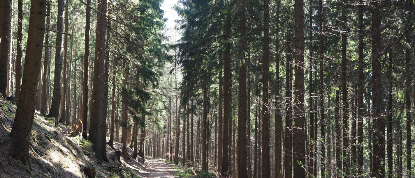 Waldwandern Forest path lined with tall, straight trees under a clear blue sky.