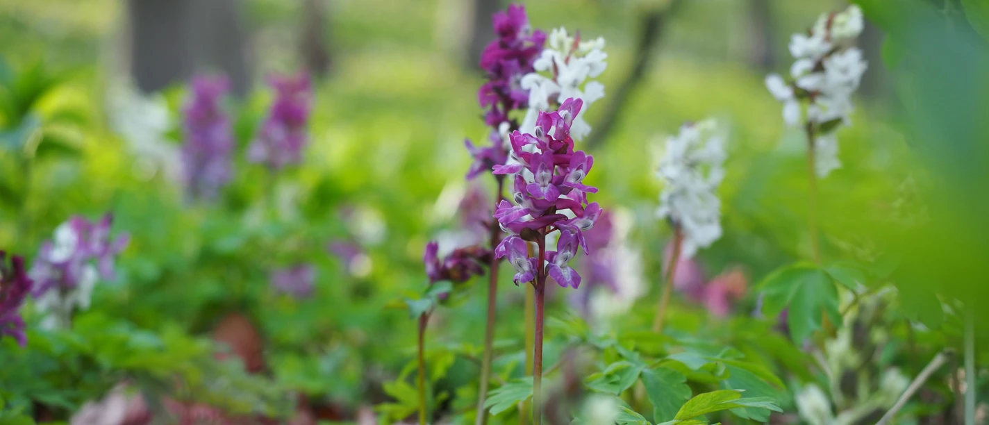 Paarse en witte lentebloemen bloeien in een groene, licht vervaagde bosachtergrond.