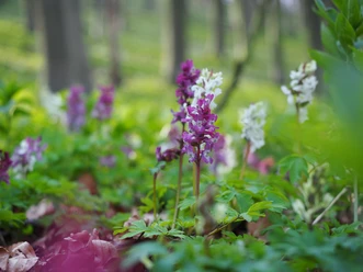 Freedenblüte Paarse en witte lentebloemen bloeien in een groene, licht vervaagde bosachtergrond.