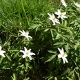 Weiße Anemonenblüten in grünem Grasfeld in voller Blüte.