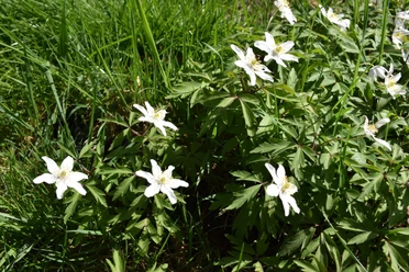 Frühling White anemone flowers in green grass field in full bloom.