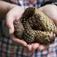 Hände halten verschiedene Tannenzapfen, vor kariertem Hemd aufgenommen.Hands holding various pine cones, taken in front of a plaid shirt.Hænder, der holder forskellige kogler, taget foran en ternet skjorte.Handen die verschillende dennenappels vasthouden, genomen voor een geruit overhemd.