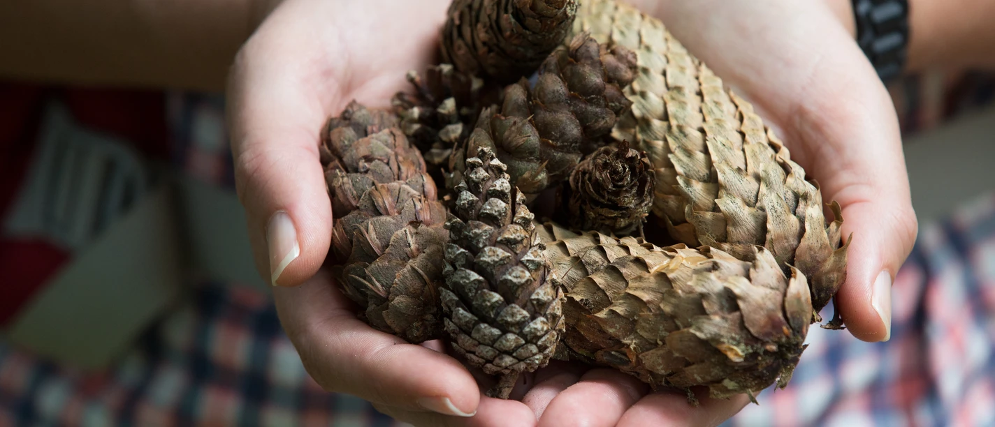 Handen die verschillende dennenappels vasthouden, genomen voor een geruit overhemd.
