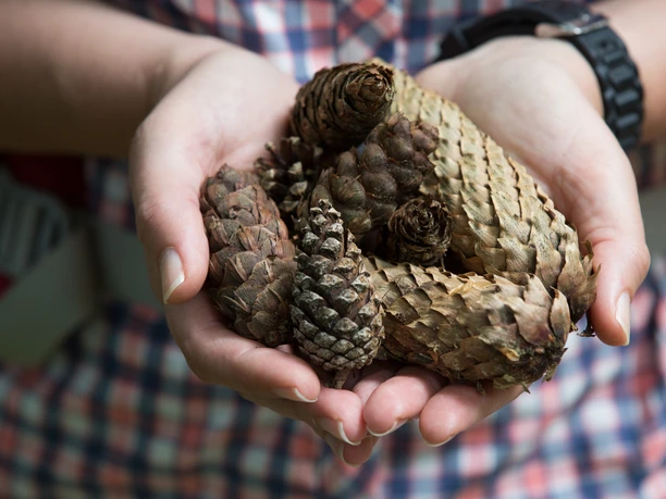 Unterwegs im Natur- und Geopark TERRA.vita Hände halten verschiedene Tannenzapfen, vor kariertem Hemd aufgenommen.