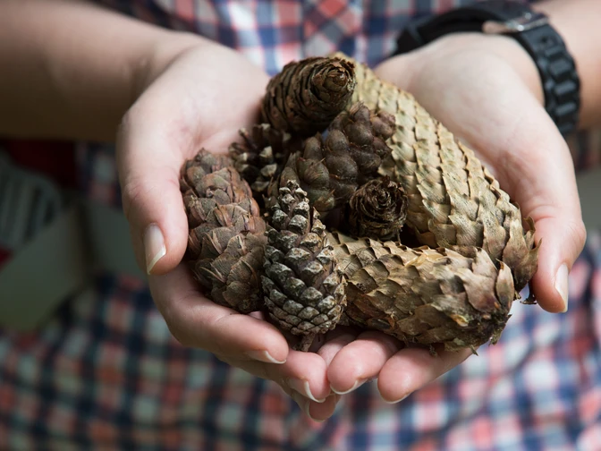 Unterwegs im Natur- und Geopark TERRA.vita Hände halten verschiedene Tannenzapfen, vor kariertem Hemd aufgenommen.Hands holding various pine cones, taken in front of a plaid shirt.Hænder, der holder forskellige kogler, taget foran en ternet skjorte.Handen die verschillende dennenappels vasthouden, genomen voor een geruit overhemd.