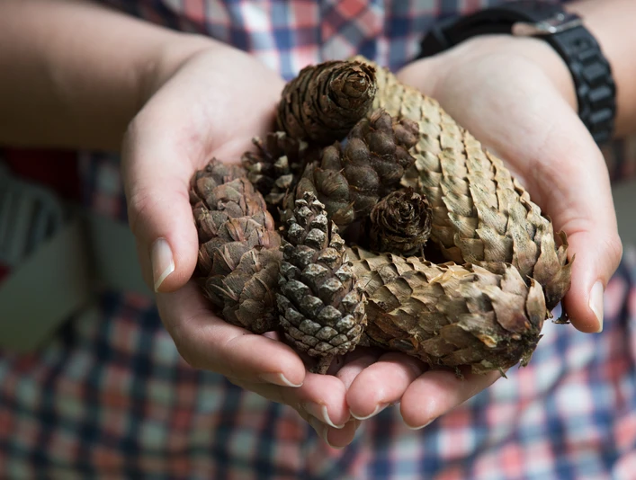 Unterwegs im Natur- und Geopark TERRA.vita Hände halten verschiedene Tannenzapfen, vor kariertem Hemd aufgenommen.Hands holding various pine cones, taken in front of a plaid shirt.Hænder, der holder forskellige kogler, taget foran en ternet skjorte.Handen die verschillende dennenappels vasthouden, genomen voor een geruit overhemd.