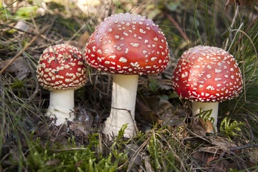 Drie rode paddenstoelen met witte vlekken staan op de bosgrond tussen het gras en mos.