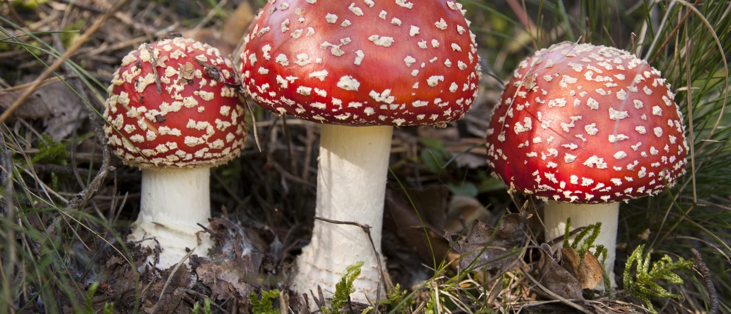 Fliegenpilz Amanita Muscaria Three red toadstools with white spots stand on the forest floor between the grass and moss.