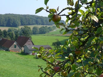 Apfelbaumzweige mit Früchten im Vordergrund, im Hintergrund grüne Felder und ein Fachwerkhaus.Apple tree branches with fruit in the foreground, green fields and a half-timbered house in the background.Æbletræets grene med frugt i forgrunden, grønne marker og et bindingsværkshus i baggrunden.Takken van appelbomen met fruit op de voorgrond, groene velden en een vakwerkhuis op de achtergrond.
