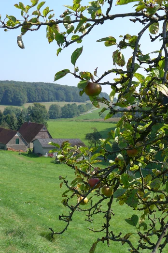 Apfelbaumzweige mit Früchten im Vordergrund, im Hintergrund grüne Felder und ein Fachwerkhaus.Apple tree branches with fruit in the foreground, green fields and a half-timbered house in the background.Æbletræets grene med frugt i forgrunden, grønne marker og et bindingsværkshus i baggrunden.Takken van appelbomen met fruit op de voorgrond, groene velden en een vakwerkhuis op de achtergrond.
