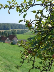 Im Zittertal in Bissendorf Apple tree branches with fruit in the foreground, green fields and a half-timbered house in the background.