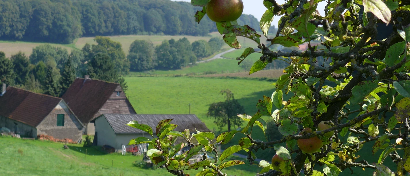 Im Zittertal in Bissendorf Apple tree branches with fruit in the foreground, green fields and a half-timbered house in the background.