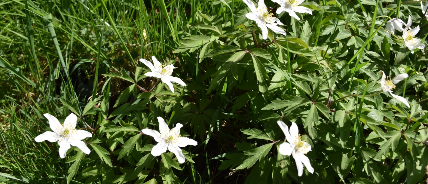 Frühling Weiße Anemonenblüten inmitten grüner Blätter auf einem sonnigen Rasen.