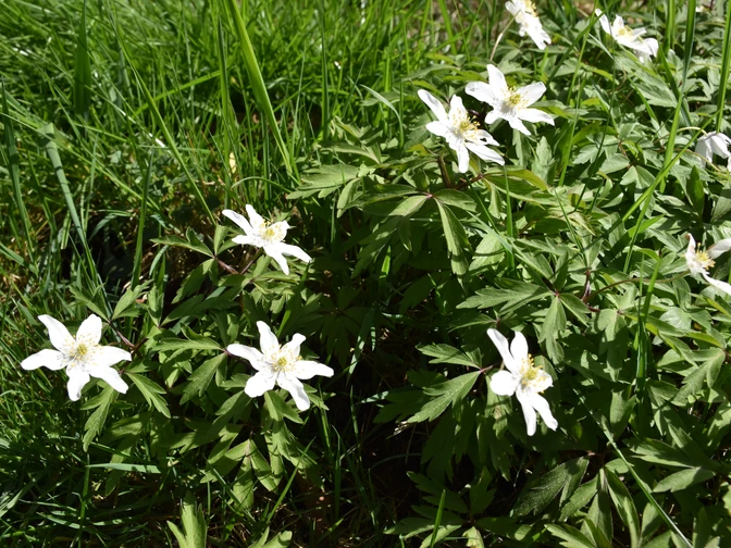 Frühling Weiße Anemonenblüten inmitten grüner Blätter auf einem sonnigen Rasen.White anemone flowers amidst green leaves on a sunny lawn.Hvide anemoneblomster mellem grønne blade på en solrig græsplæne.Witte anemoonbloemen te midden van groene bladeren op een zonnig gazon.