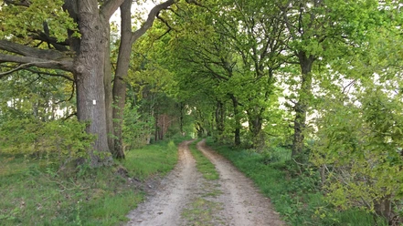 Naturnaher Weg durch ein Waldstück am ORTSWEG Rund um Flötenkiel Naturnaher Weg durch ein Waldstück am ORTSWEG Rund um Flötenkiel