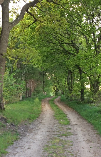 Naturnaher Weg durch ein Waldstück am ORTSWEG Rund um Flötenkiel Naturnaher Weg durch ein Waldstück am ORTSWEG Rund um Flötenkiel