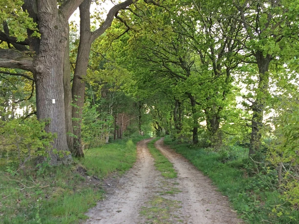 Naturnaher Weg durch ein Waldstück am ORTSWEG Rund um Flötenkiel Naturnaher Weg durch ein Waldstück am ORTSWEG Rund um Flötenkiel