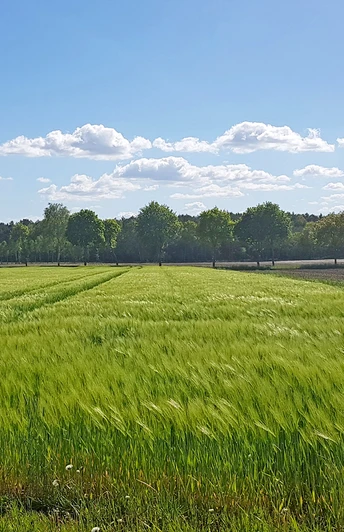 Landwirtschaftliche Weite prägt den ORTSWEG Rund um Rhadereistedt Landwirtschaftliche Weite prägt den ORTSWEG Rund um Rhadereistedt
