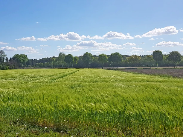 Landwirtschaftliche Weite prägt den ORTSWEG Rund um Rhadereistedt Landwirtschaftliche Weite prägt den ORTSWEG Rund um Rhadereistedt