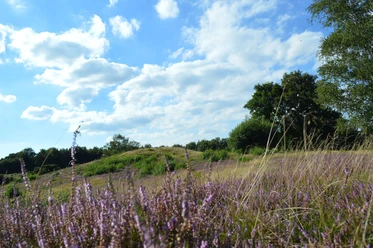 heide-in-uelsen
