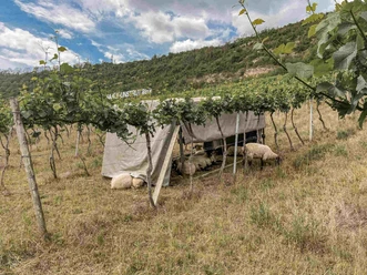 weinbergs_rundweg_weinbergspflege_mit_schafen