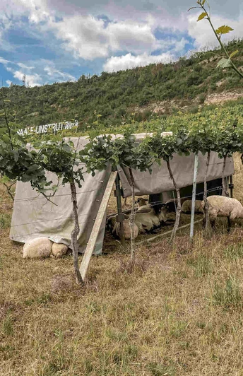 weinbergs_rundweg_weinbergspflege_mit_schafen