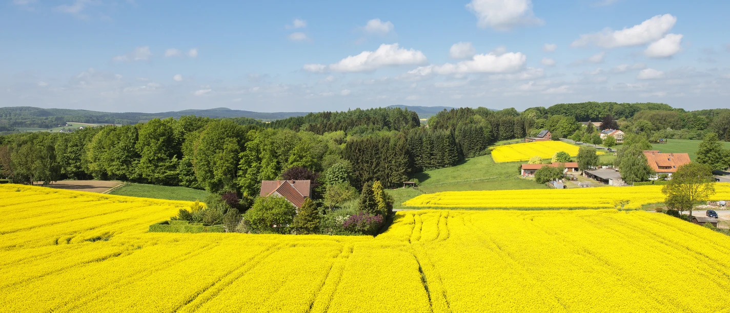 Brede gele koolzaadvelden met verspreide boerderijen onder een blauwe hemel in een landelijke omgeving.