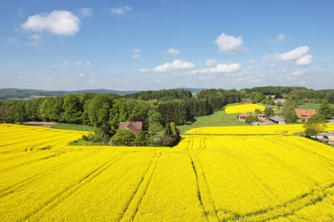 Aussicht vom Wasserturm Wide yellow rapeseed fields with scattered farmhouses under a blue sky in a rural setting.