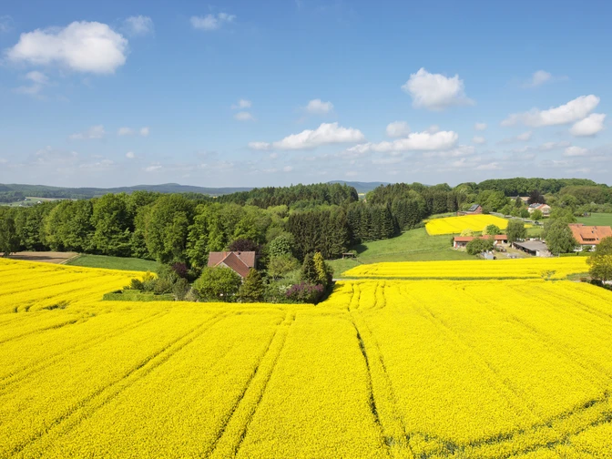 Aussicht vom Wasserturm Weite gelbe Rapsfelder mit vereinzelten Bauernhäusern unter blauem Himmel im ländlichen Umfeld.