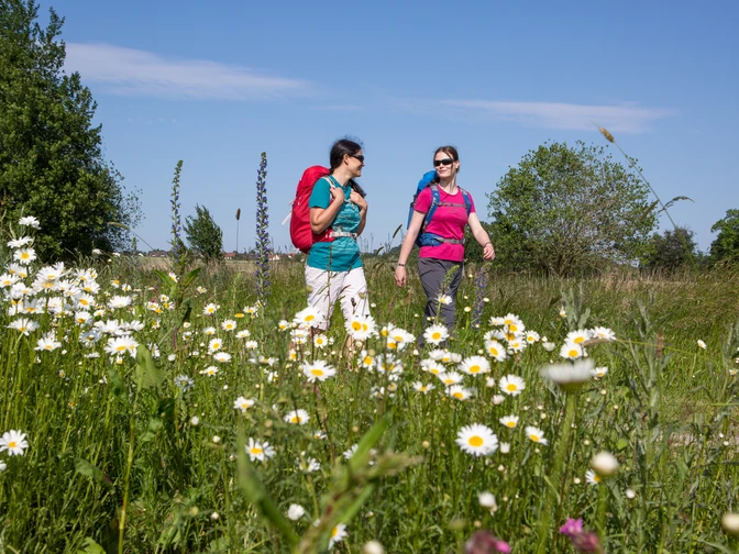 Zwei Frauen wandern an einem sonnigen Tag durch eine blühende Wiese voller Margariten.Two women are walking through a flowering meadow full of daisies on a sunny day.To kvinder går gennem en blomstrende eng fuld af margueritter på en solrig dag.Twee vrouwen lopen op een zonnige dag door een bloeiende weide vol madeliefjes.