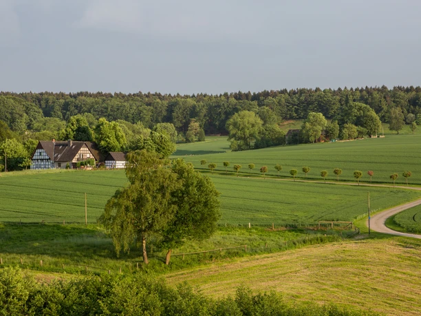 Landschaft bei Hasbergen Fachwerkhaus am Waldrand, umgeben von weiten, grünen Feldern und sanften Hügeln.
