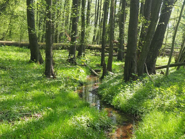 Een klein beekje stroomt bij zonnig weer door een groene open plek in het bos met hoge bomen.