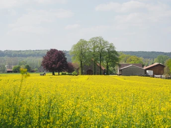 Rapsfeld im Vordergrund, Bauernhof mit Bäumen im Hintergrund, klarer blauer Himmel.Rape field in the foreground, farm with trees in the background, clear blue sky.Rapsmark i forgrunden, gård med træer i baggrunden, klar blå himmel.Koolzaadveld op de voorgrond, boerderij met bomen op de achtergrond, strakblauwe lucht.